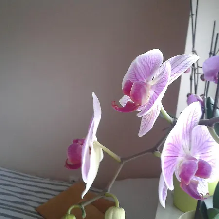 Ostello Willanow *